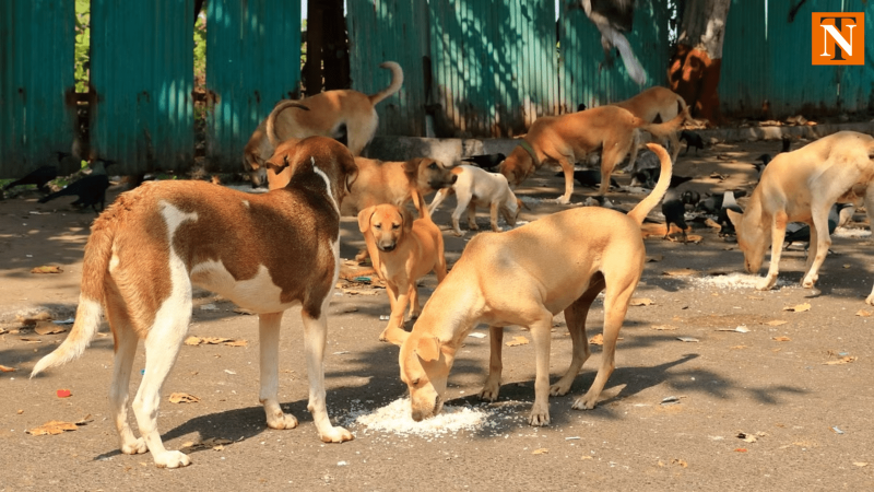 Woman Severely Injured in Vicious Stray Dog Attack in Kannamwar Nagar